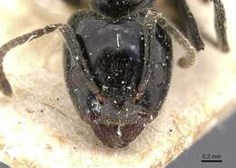 Image of Anonychomyrma biconvexa (Santschi 1928)