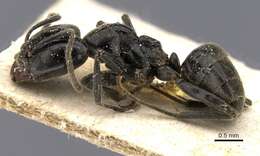 Image of Anonychomyrma biconvexa (Santschi 1928)