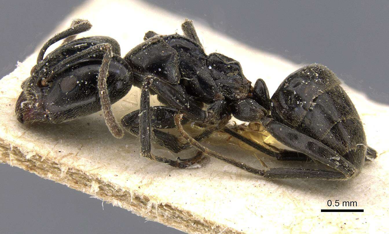 Image of Anonychomyrma biconvexa (Santschi 1928)