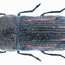 Image of Acmaeoderella elbursi (Obenberger 1924)