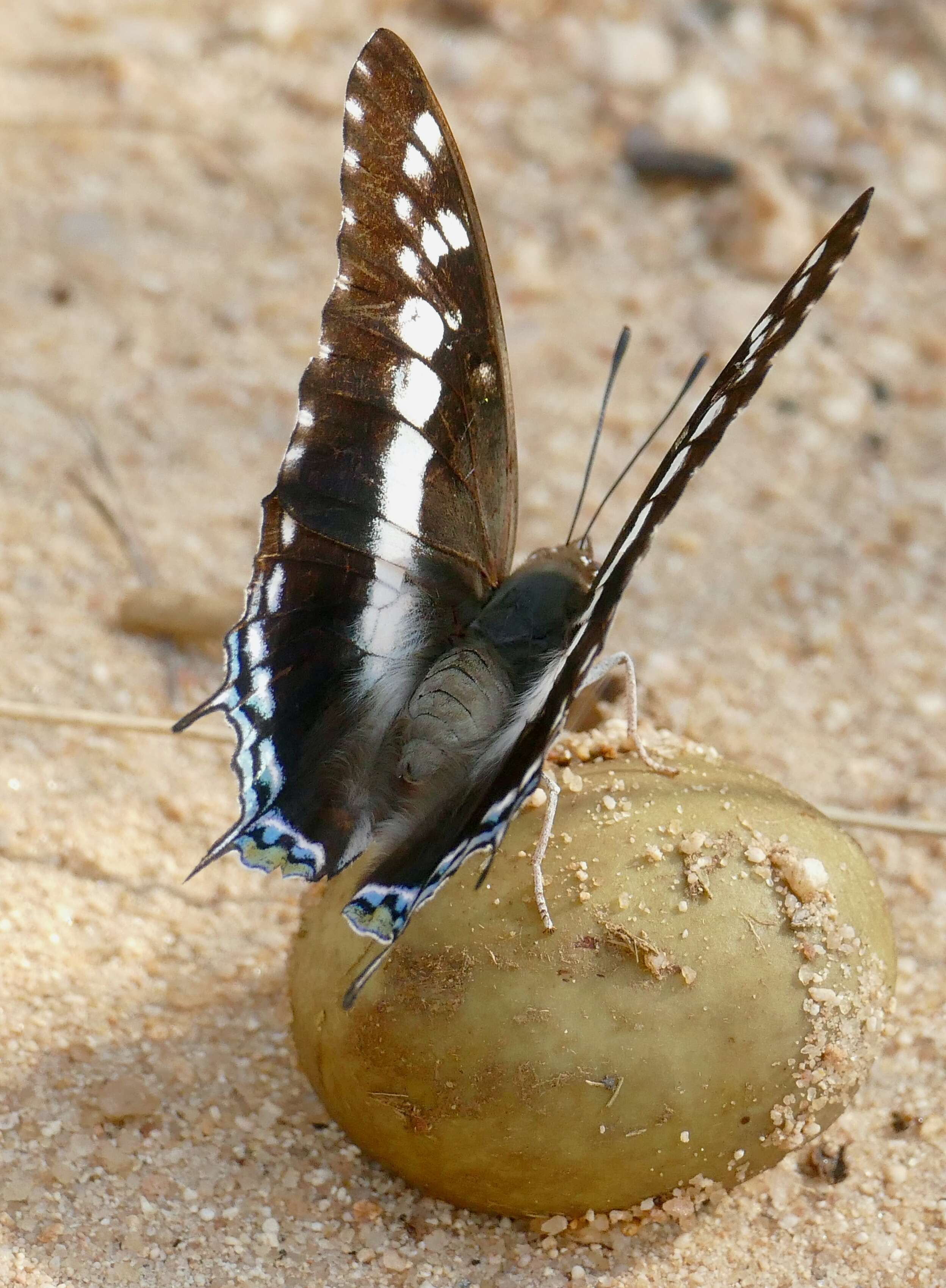 Charaxes achaemenes Felder & Felder 1866 resmi