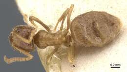 Image de Bothriomyrmex breviceps Santschi 1919