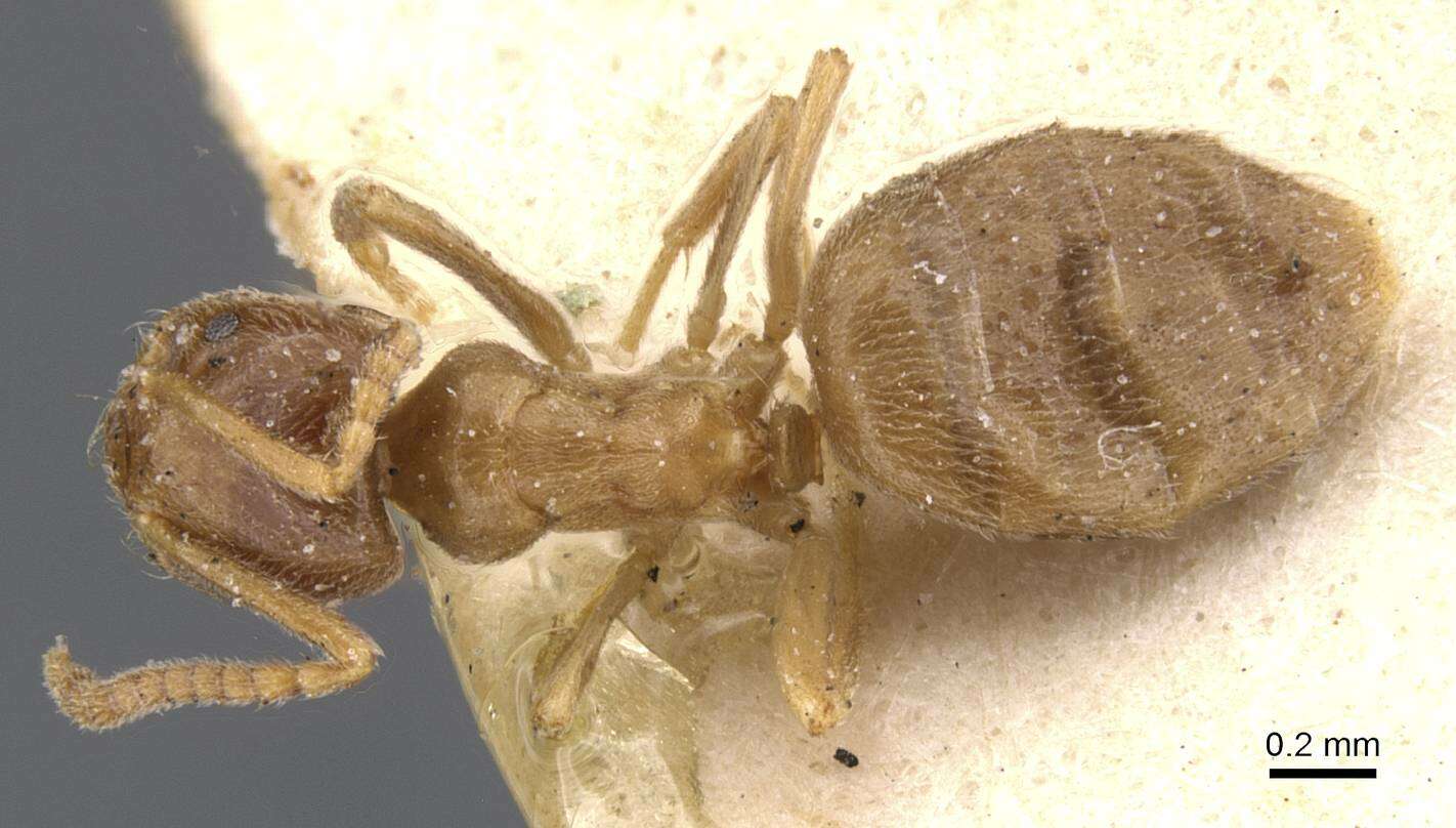 Image of Bothriomyrmex breviceps Santschi 1919