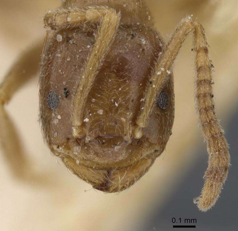 Image de Bothriomyrmex breviceps Santschi 1919