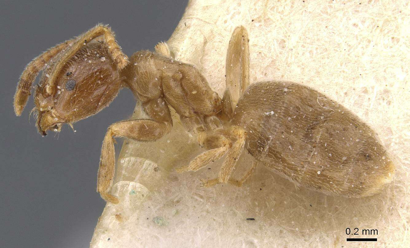 Image of Bothriomyrmex breviceps Santschi 1919