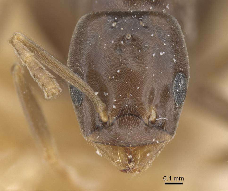 Image de Bothriomyrmex corsicus Santschi 1923