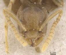 Image de Bothriomyrmex corsicus Santschi 1923