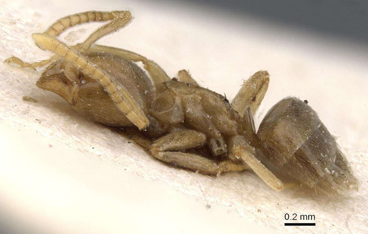 Image of Bothriomyrmex corsicus Santschi 1923