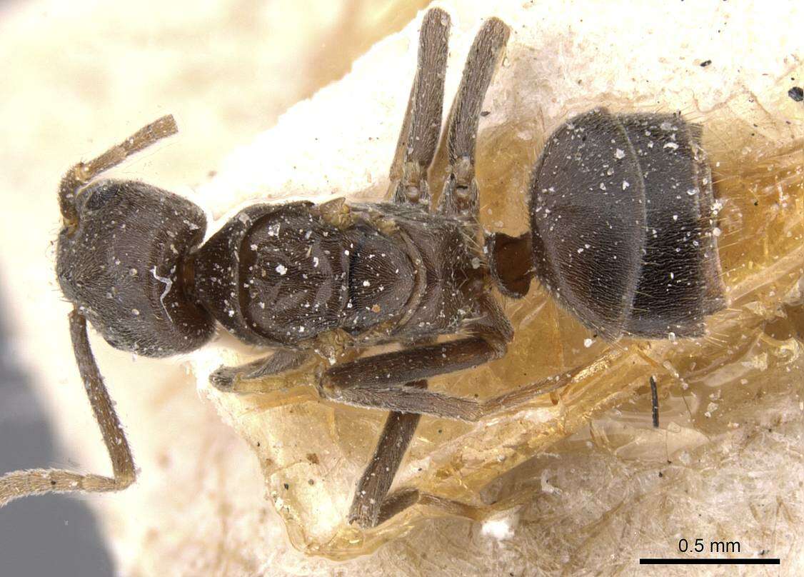 Image of Bothriomyrmex emarginatus Santschi 1919