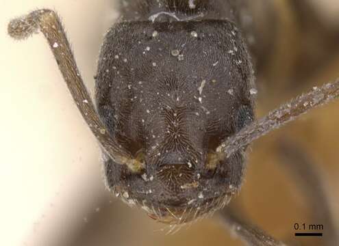 Image of Bothriomyrmex emarginatus Santschi 1919