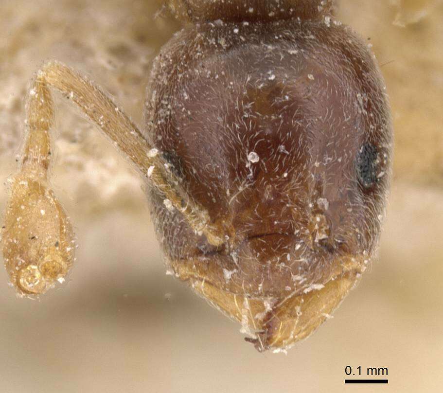 Image of Bothriomyrmex corsicus Santschi 1923