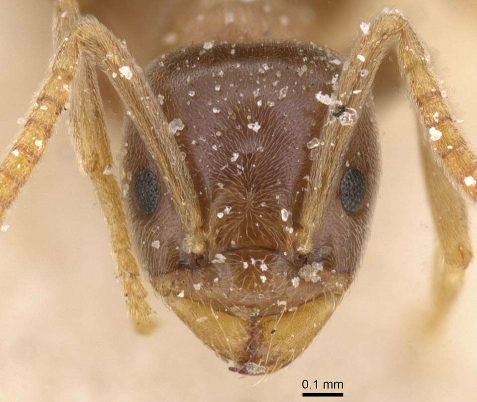 Image of Bothriomyrmex corsicus Santschi 1923