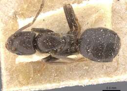 Image de Bothriomyrmex meridionalis (Roger 1863)