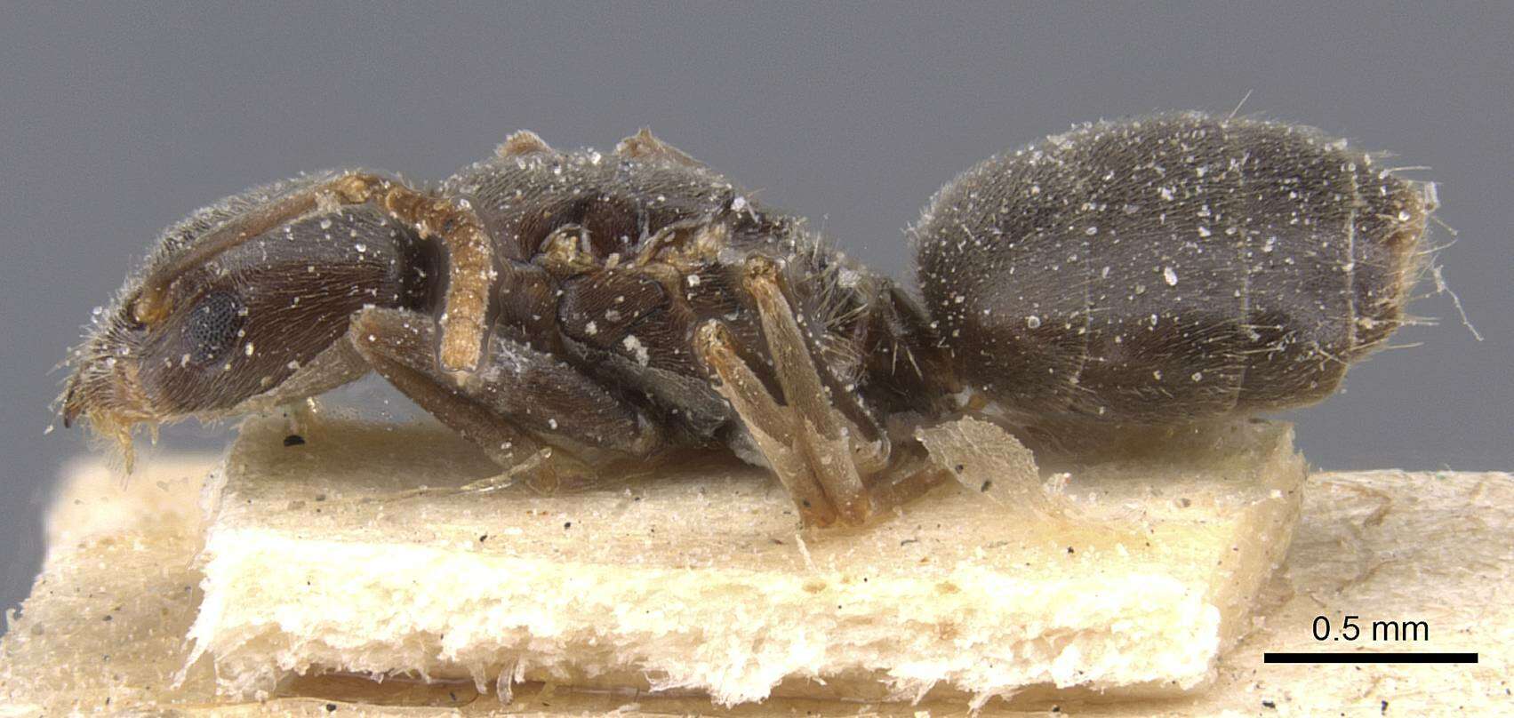 Image de Bothriomyrmex meridionalis (Roger 1863)