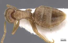 Image de Bothriomyrmex meridionalis (Roger 1863)