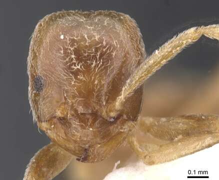 Image de Bothriomyrmex meridionalis (Roger 1863)