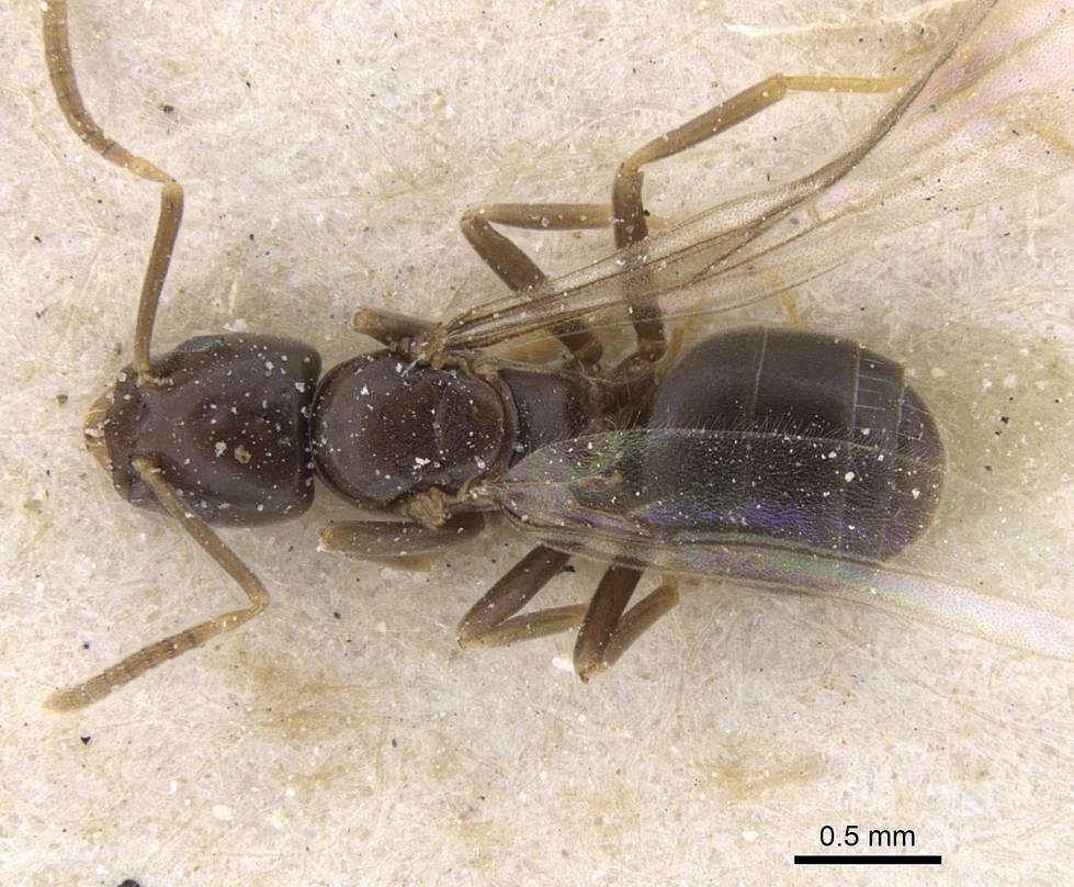 Image of Bothriomyrmex corsicus Santschi 1923