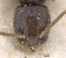 Image de Bothriomyrmex corsicus Santschi 1923