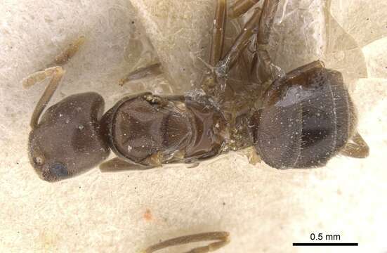 Image de Bothriomyrmex