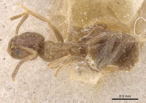 Image of Bothriomyrmex