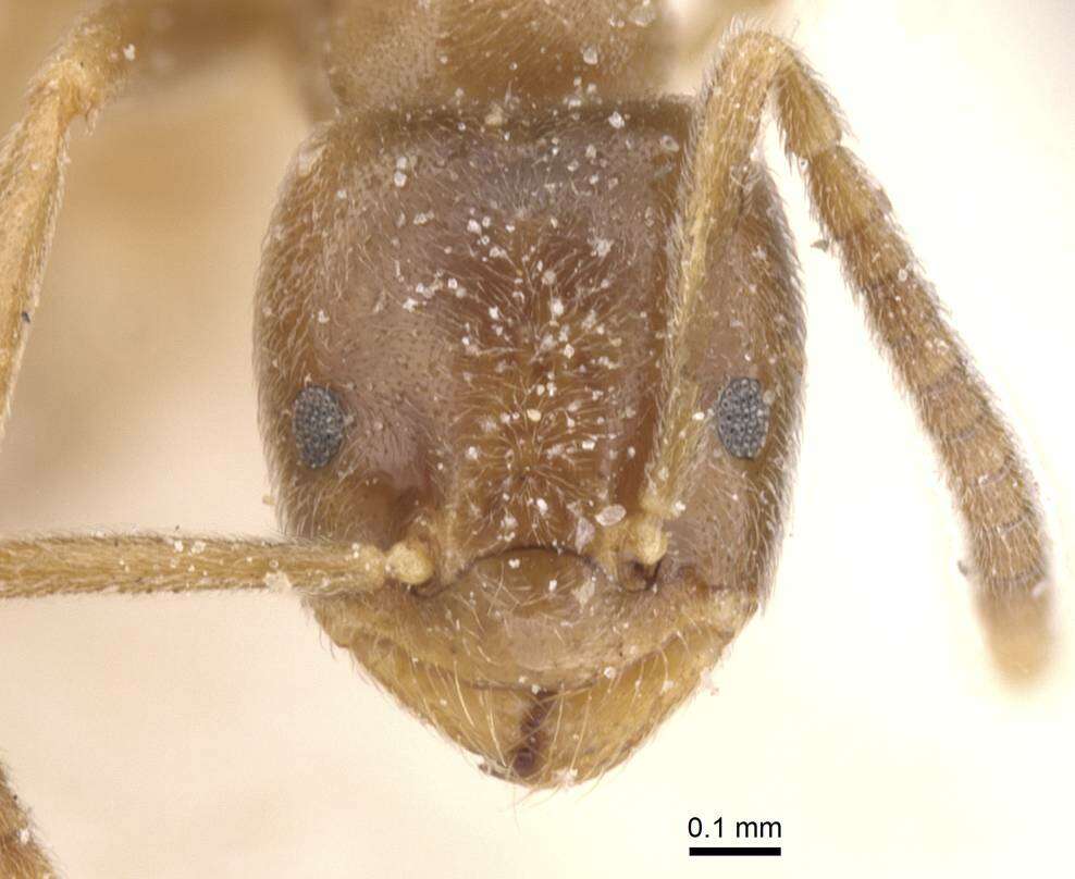 Image de Bothriomyrmex