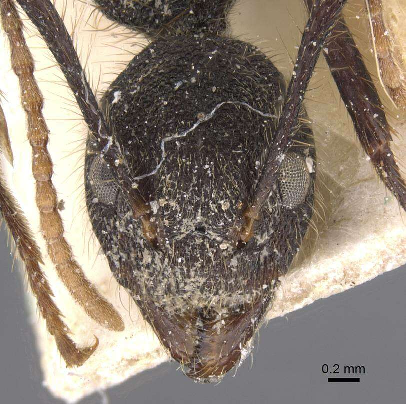 Image of Dolichoderus bidens (Linnaeus 1758)