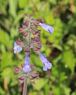 Image of lyreleaf sage