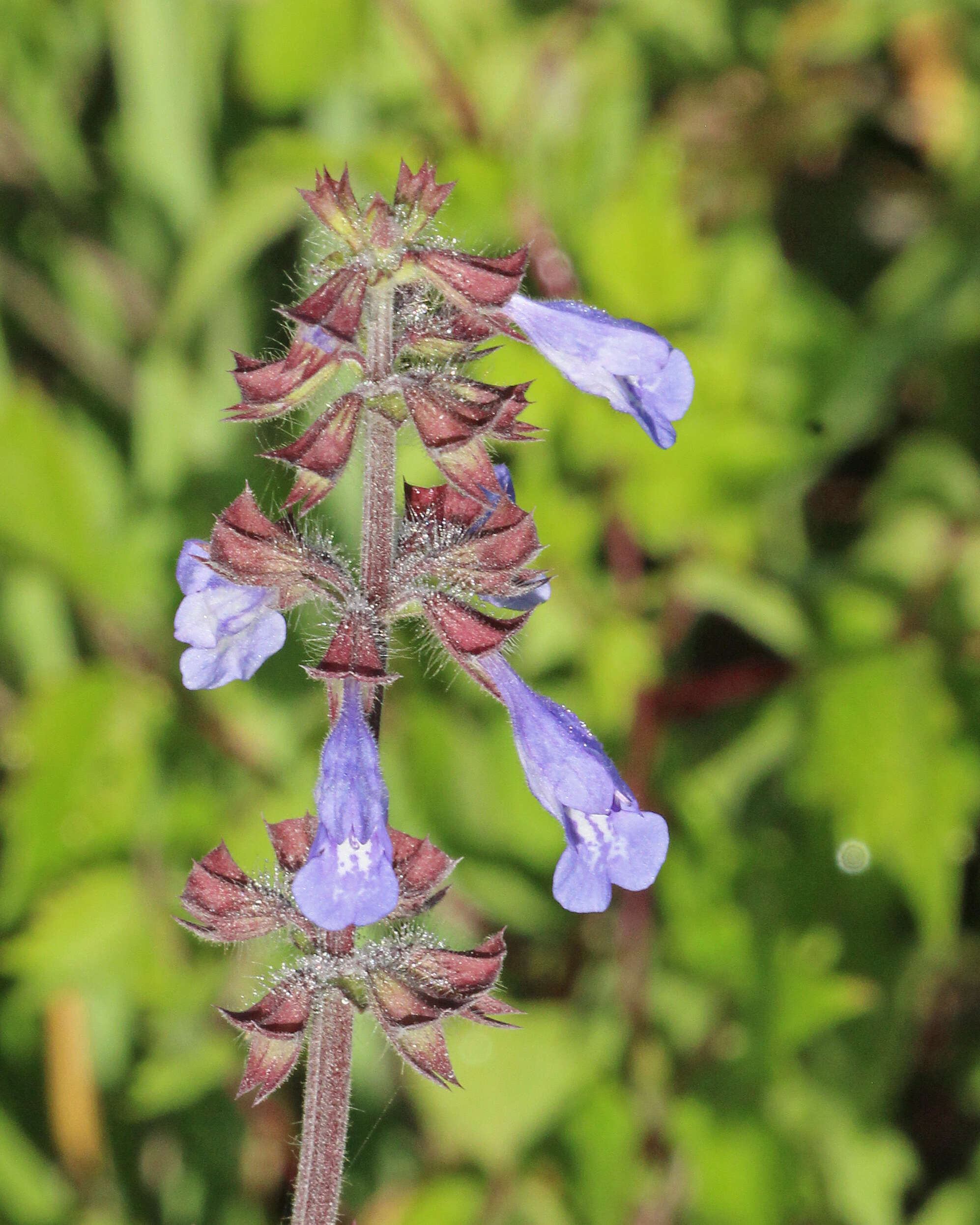 Image of lyreleaf sage