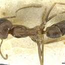 Image of Dorymyrmex fusculus Santschi 1922