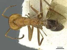 Image of Pyramid Ants