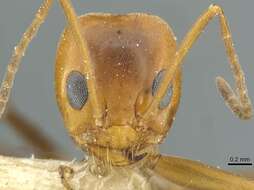 Image of Pyramid Ants