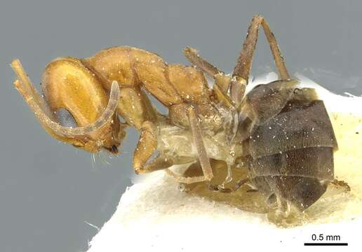 Image of Pyramid Ants