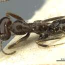 Imagem de Dorymyrmex pulchellus Santschi 1922