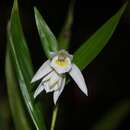 Image of Sobralia mucronata Ames & C. Schweinf.