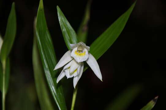 Image of Sobralia mucronata Ames & C. Schweinf.