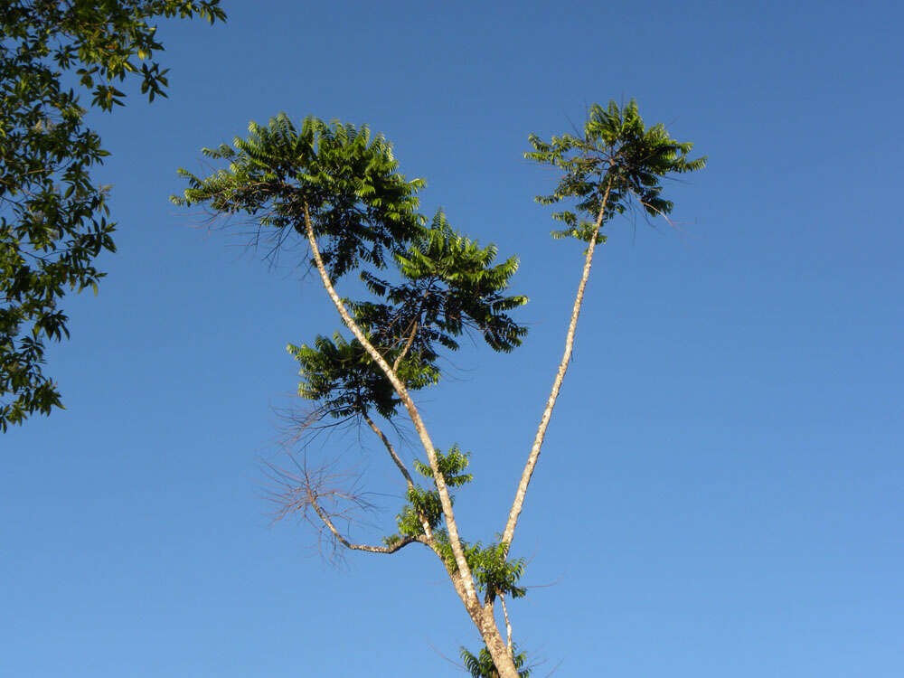 Imagem de Laetia procera (Poepp. & Endl.) Eichl.