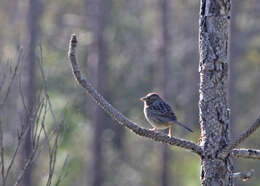 Image of Bachman's Sparrow