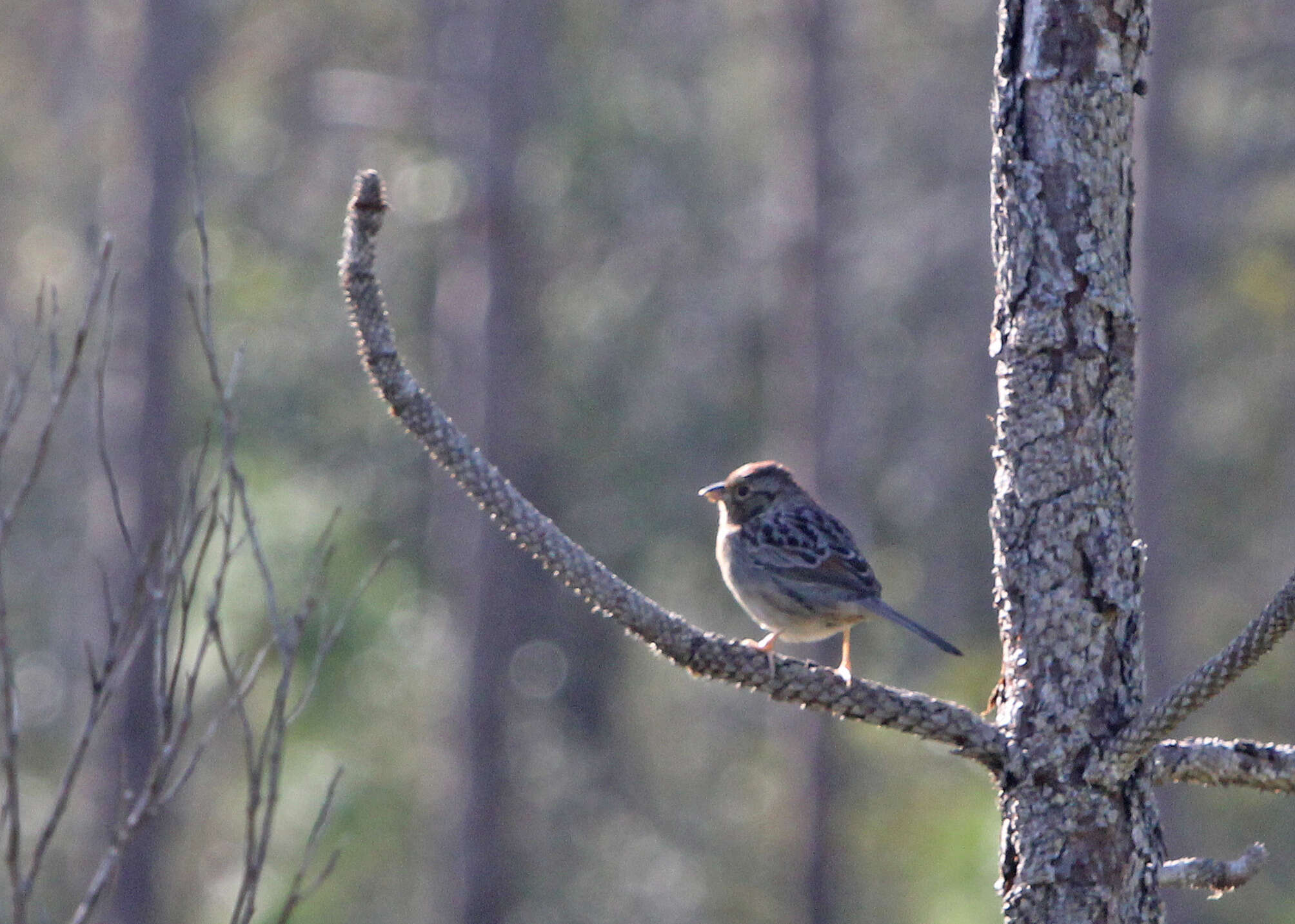 Image of Bachman's Sparrow