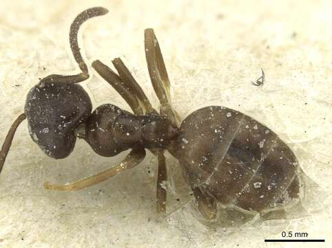 Tapinoma emeryanum Kuznetsov-Ugamsky 1927 resmi