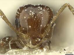 Imagem de Brachymyrmex coactus Mayr 1887