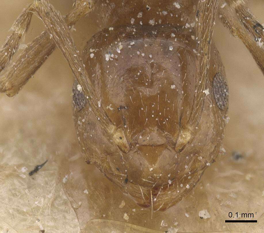 Image of Brachymyrmex degener Emery 1906