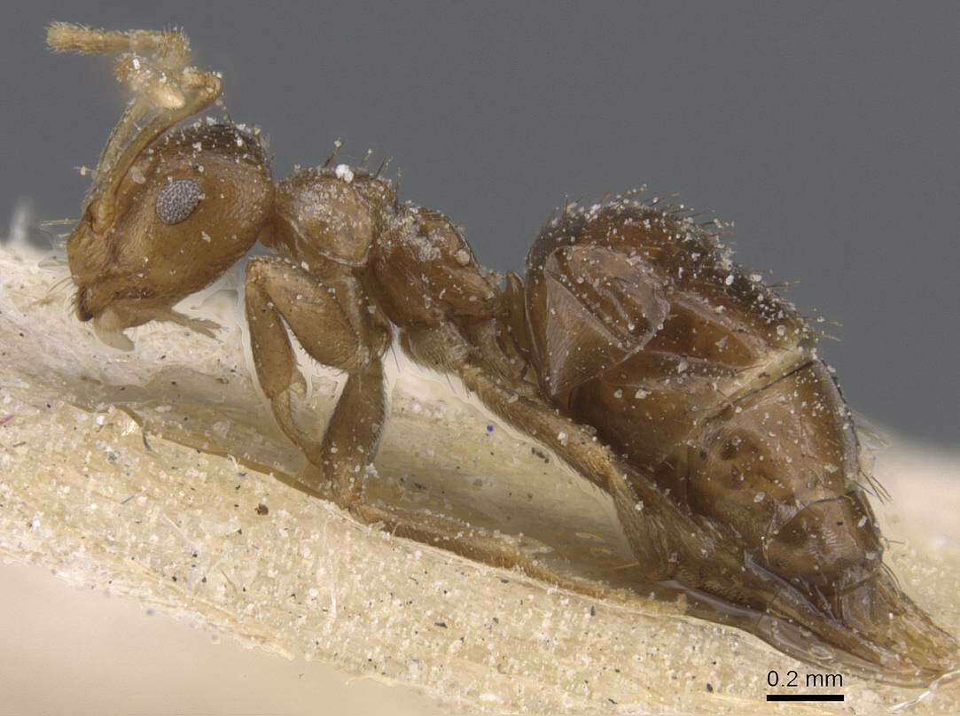 Image of Brachymyrmex degener Emery 1906