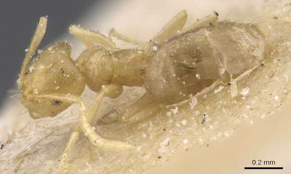 Image of Brachymyrmex modestus Santschi 1923