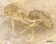 Image of Brachymyrmex modestus Santschi 1923