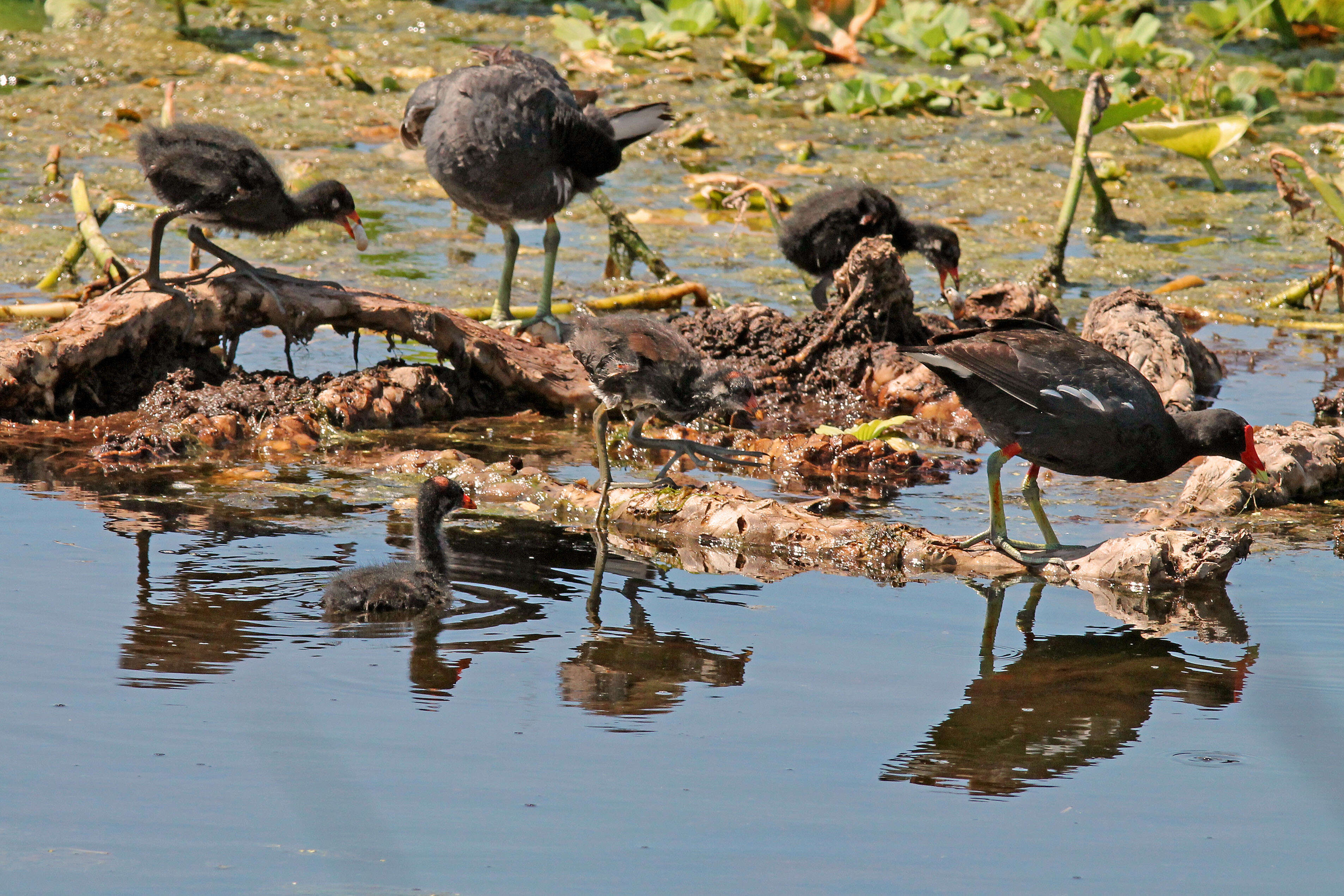 Image of Common Gallinule