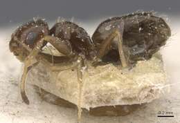 Imagem de Brachymyrmex oculatus Santschi 1919