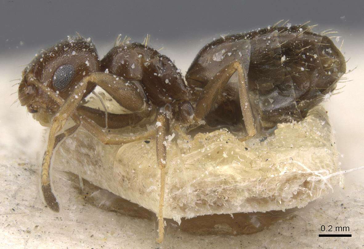 Imagem de Brachymyrmex oculatus Santschi 1919