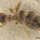 Image of Brachymyrmex antennatus Santschi 1929