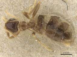 Imagem de Brachymyrmex antennatus Santschi 1929