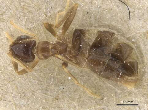 Image of Brachymyrmex antennatus Santschi 1929